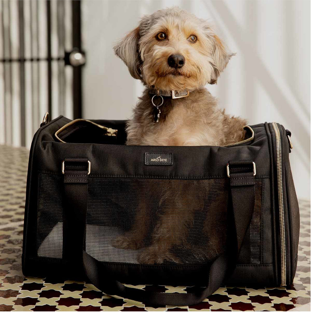 dog sitting in a pet carrier