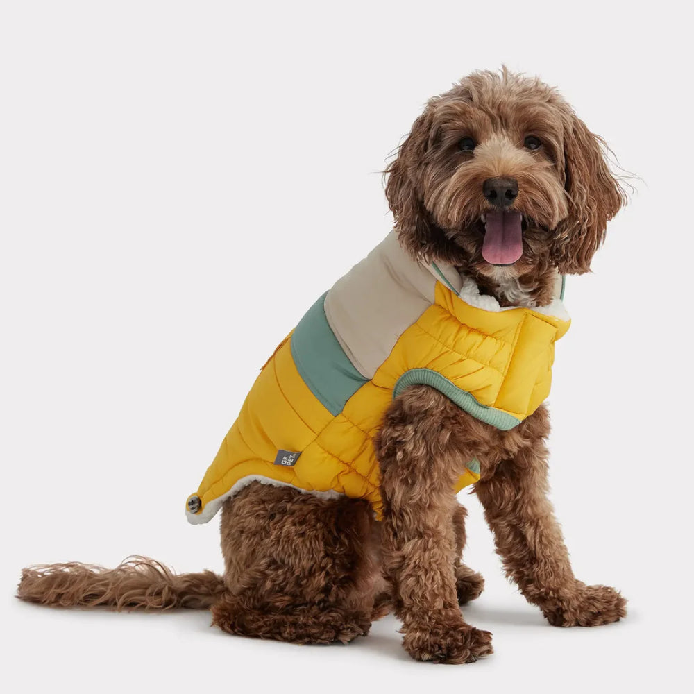 Dog wearing pet apparel