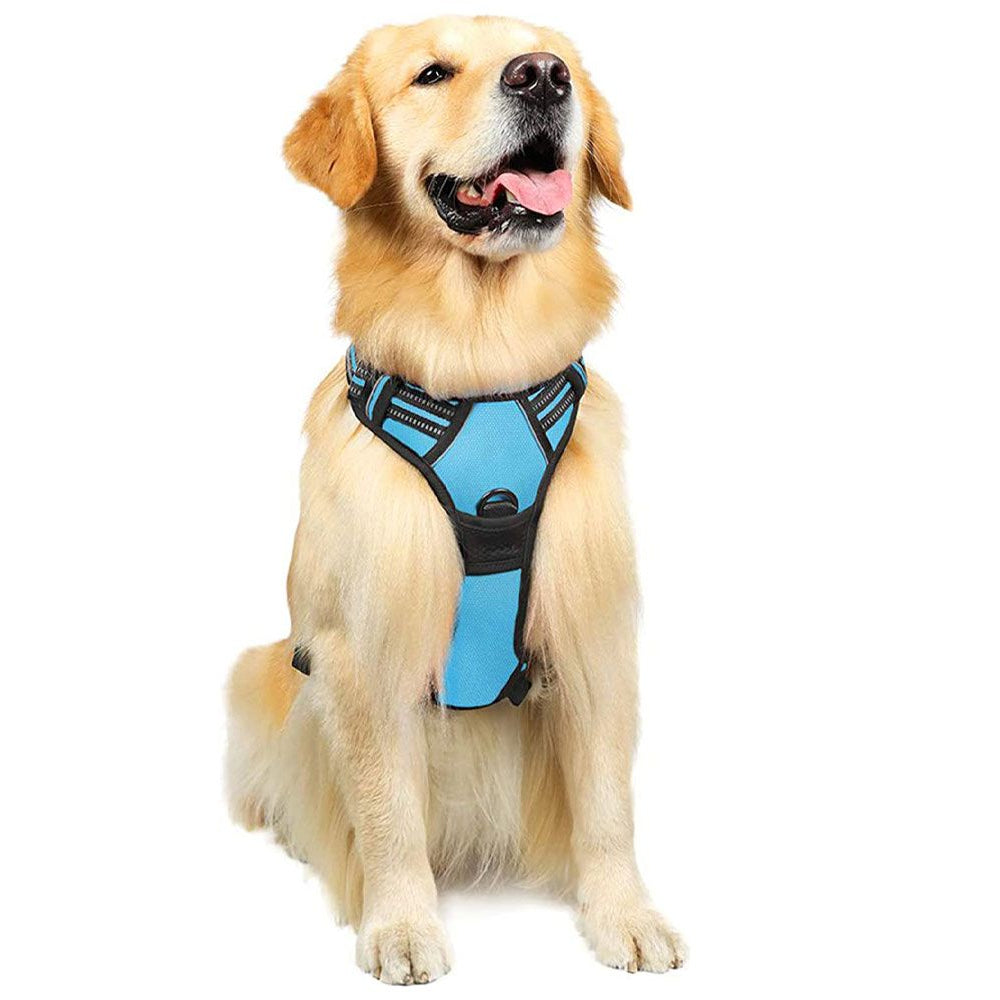 cute dog displaying a dog harness