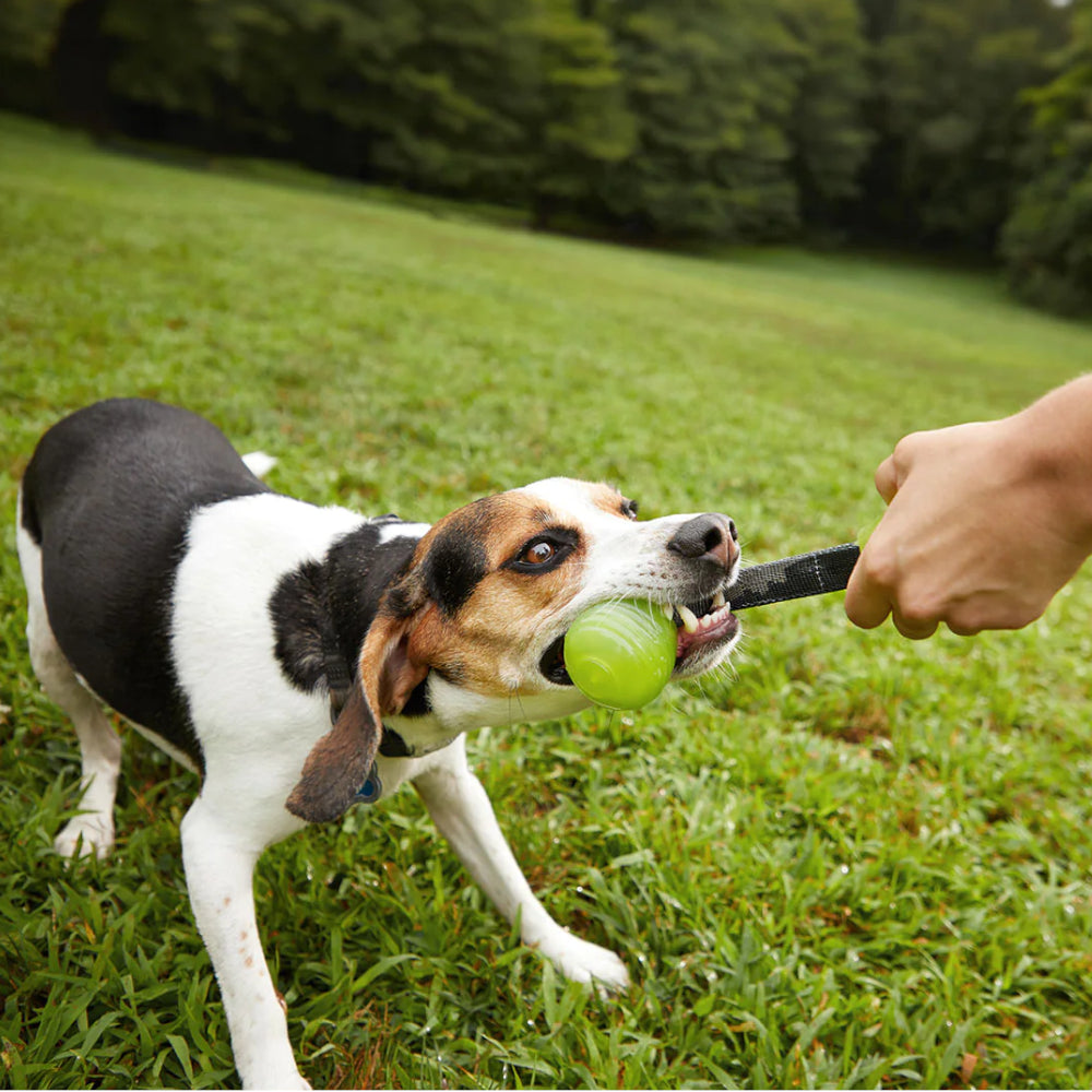 Dog using a high quality pet toy